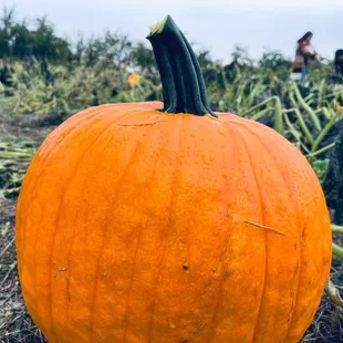 Pumpkin patch and corn maze
