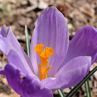 Crocus