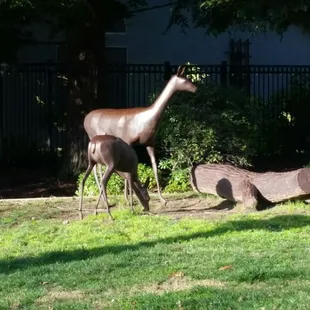 Mother &amp; Baby Deer