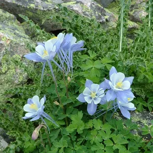 Wildflowers abound in summer months.