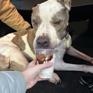 Maddie eating her last pup cup