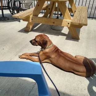 Doggie friendly is always a big plus for Iris..