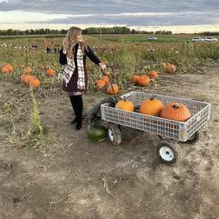 Pumpkin field.