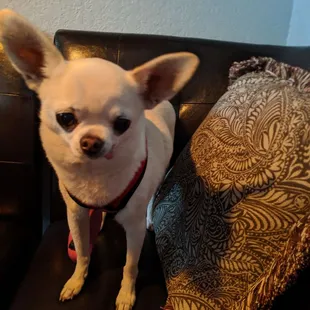 Pet friendly table up front