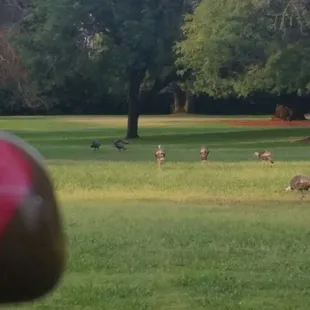 Lots of turkeys  #rocksforryan