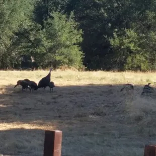 Some turkeys hanging out  #rocksforryan