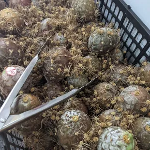 Pitaya