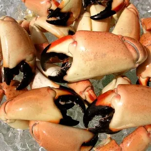 food, oysters and mussels