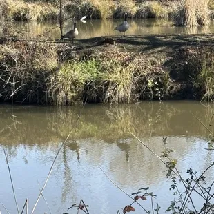 Geese hanging out