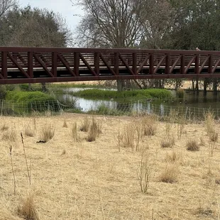 Bridge