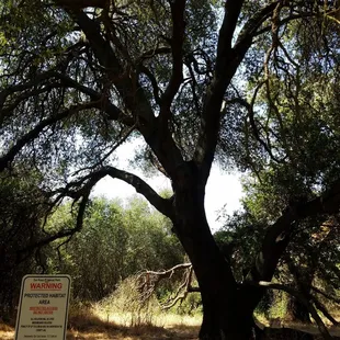 Lots of shady oak trees.