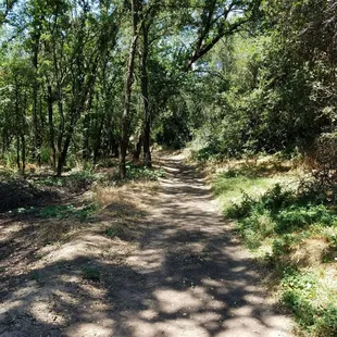 Ahh.  A sun-dappled woodland path.  One of my favorite things!