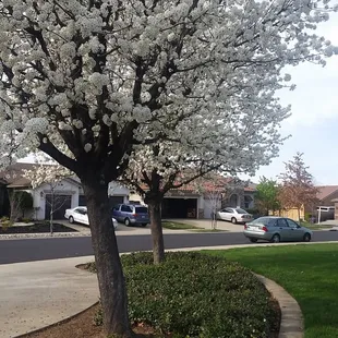 Blossoming trees