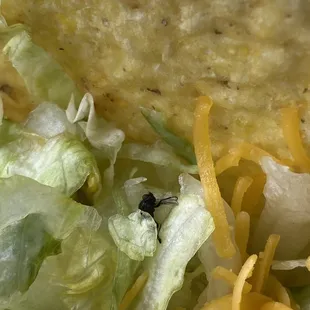 a tortilla with lettuce and cheese