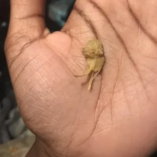 Found this in my burrito... yuck! This place is NASTY!!!