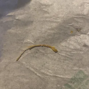 Chicken bone or Cartledge