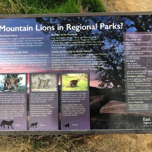 Mountain Lions Information
