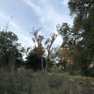 Woodpecker Tree- on the left, when walking in to the hike, right after the bridge