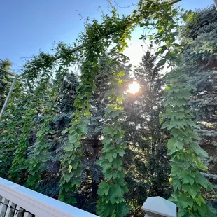Homegrown HOPS