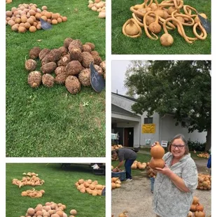 More unusual and strangely shaped gourds for display and purchase.