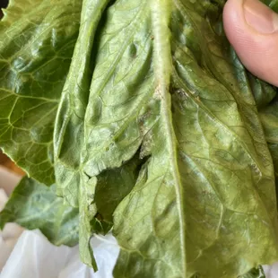 a person holding a leafy vegetable