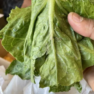 a hand holding a lettuce