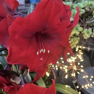 Laura L.
