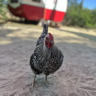 The campers they rent out as Airbnb on property! It's the cutest set up. Plus, what a better place to stay than with wine at your doorstep!
