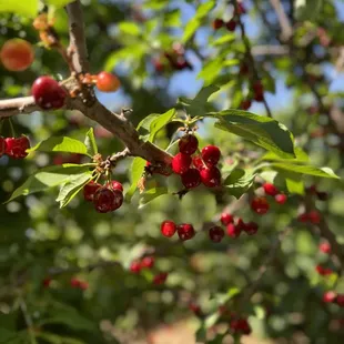 Cherry picking!