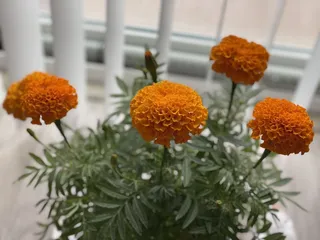 Rain Forest Nursery