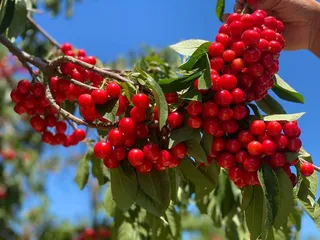 Harris Orchards