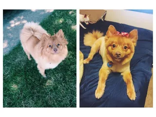 Prissy Pampered Pups