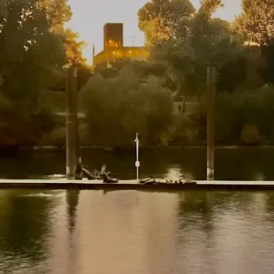 We have a great view of the sea lions, basking in the beautiful day.