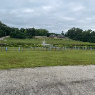 a view of the vineyard from the parking lot