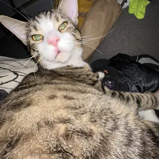 Bebe M.