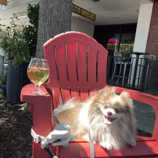 Outside, having a beer with my furry friend.
