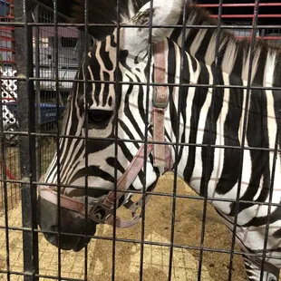 Petting zoo Zebra