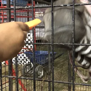 Feeding Zebra