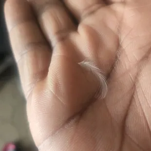 Feathers everywhere from blankets and pillows.