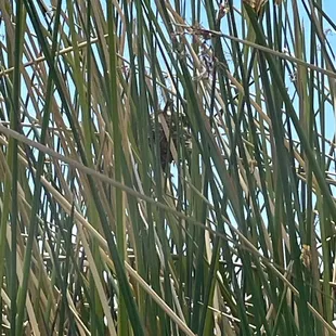 Birds nest in the tall grass