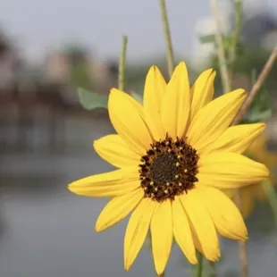 Beauty at the Delta.