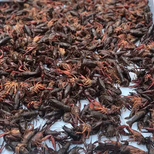 We have crawfish while in season! Call and make your reservation today!