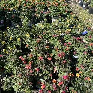 Lantana selections