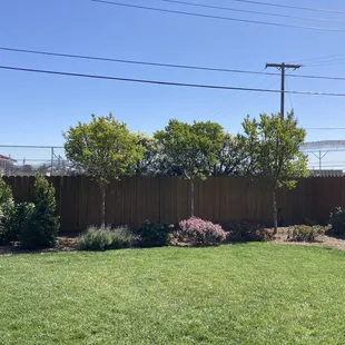 Crepe Myrtle / flowering plants