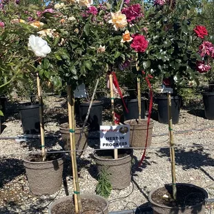 Rose trees with bird nest warning sign