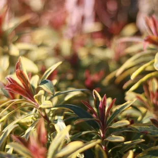 Euphorbia at Delta Tree Farms