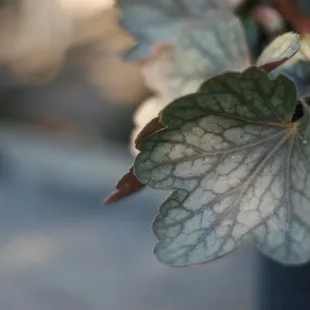 Heuchera at Delta Tree Farms
