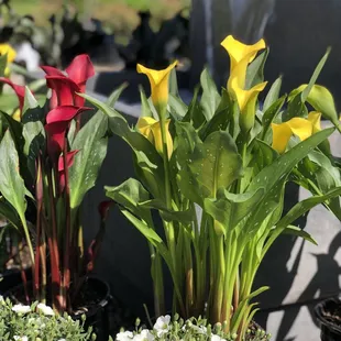 Calla Lilies