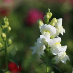Snapdragon