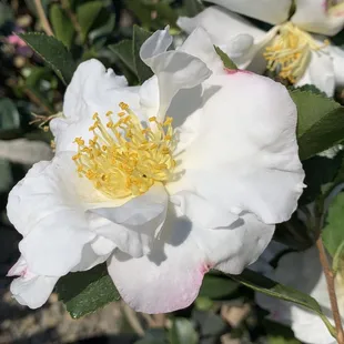 Camellia 'Setsugekka'